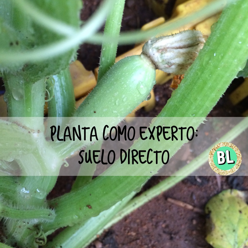 Planta como un experto: suelo directo