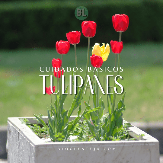Cuidados básicos: Tulipanes