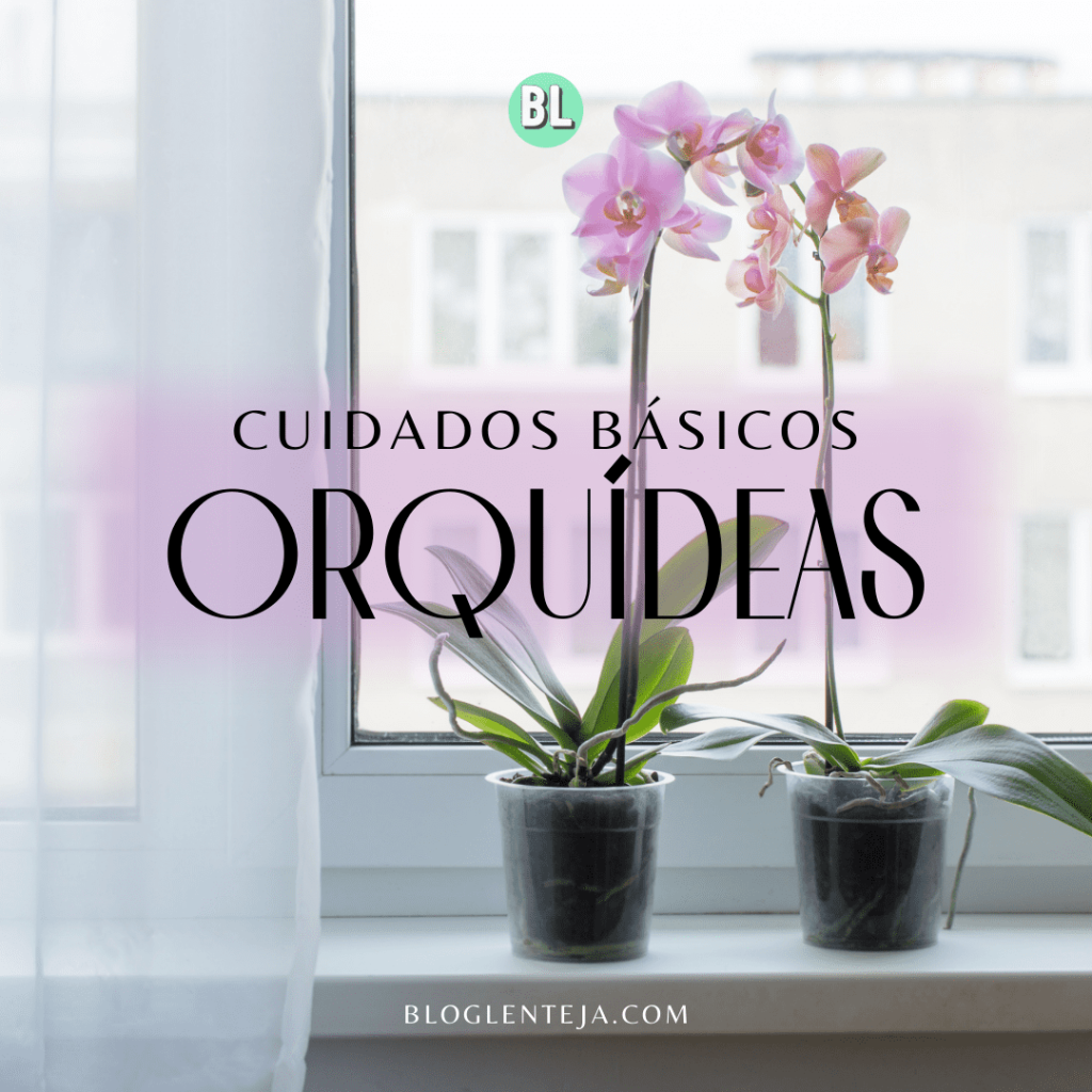 Cuidados básicos: Orquídeas