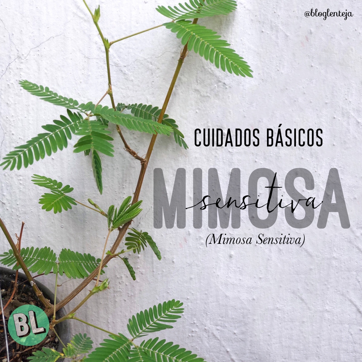 Cuidados básicos: Mimosa Sensitiva – BlogLenteja