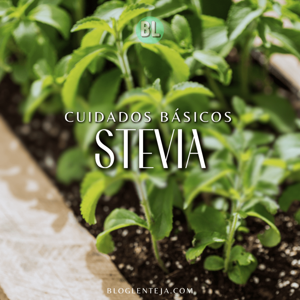 Cuidados básicos: Stevia